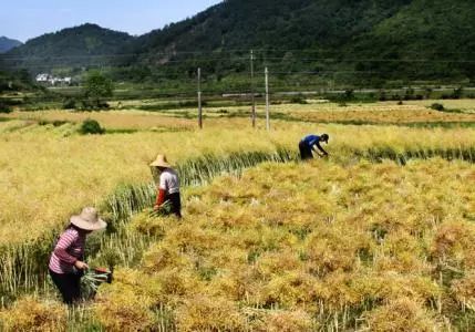 秸稈禁燒季 | 禁止一切露天焚燒秸稈行為！附縣政府禁燒通告、鎮(zhèn)政府倡議書