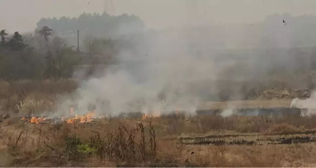 夏收芒種，禁燒秸稈，保衛(wèi)碧水藍(lán)天！